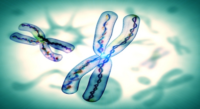 Thinking and Motor Skills in Premutation Carriers of Fragile X